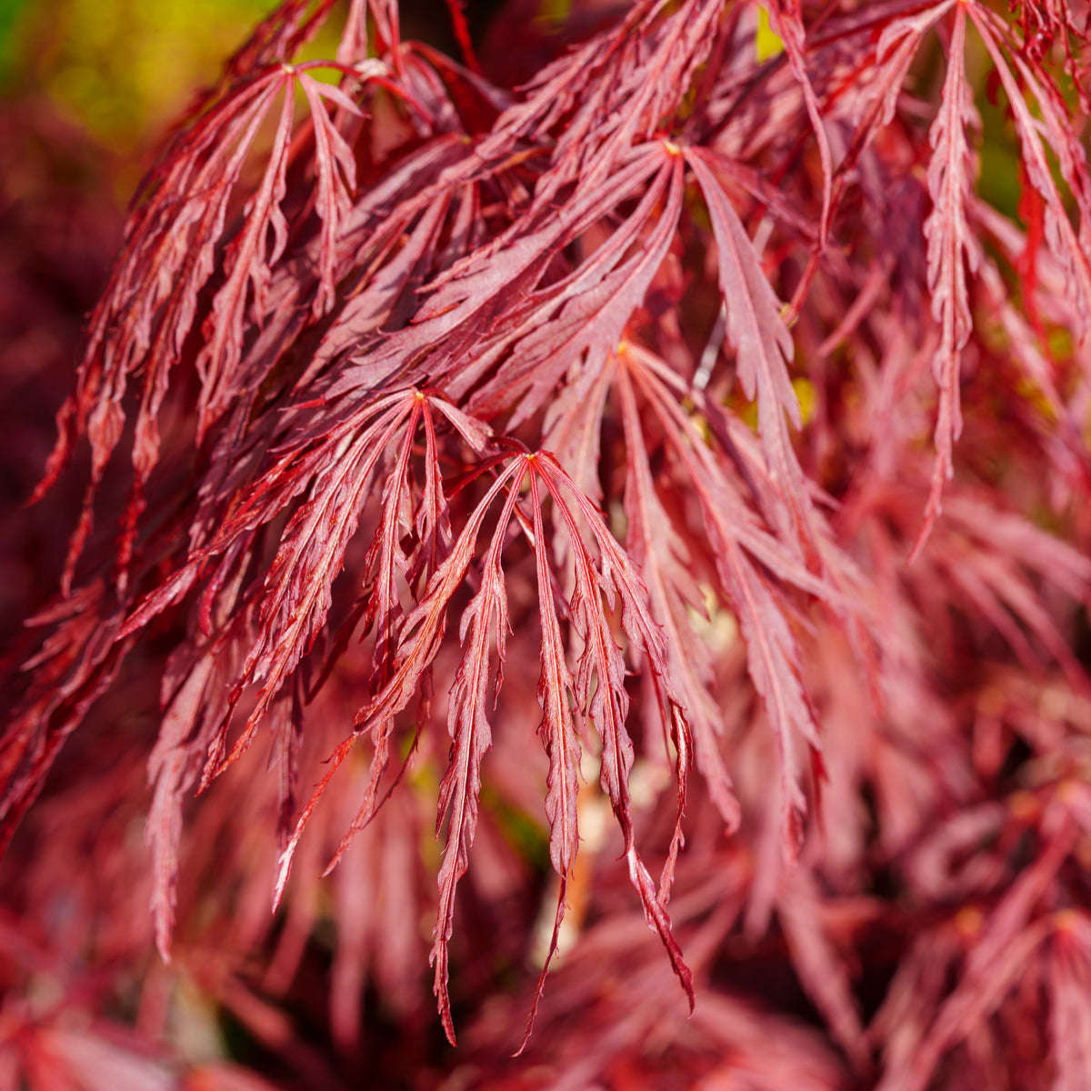 Crimson Queen Japanese Maple – Plant Detectives