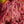 Load image into Gallery viewer, Crimson Queen Japanese Maple - Japanese Maple - Japanese Maples