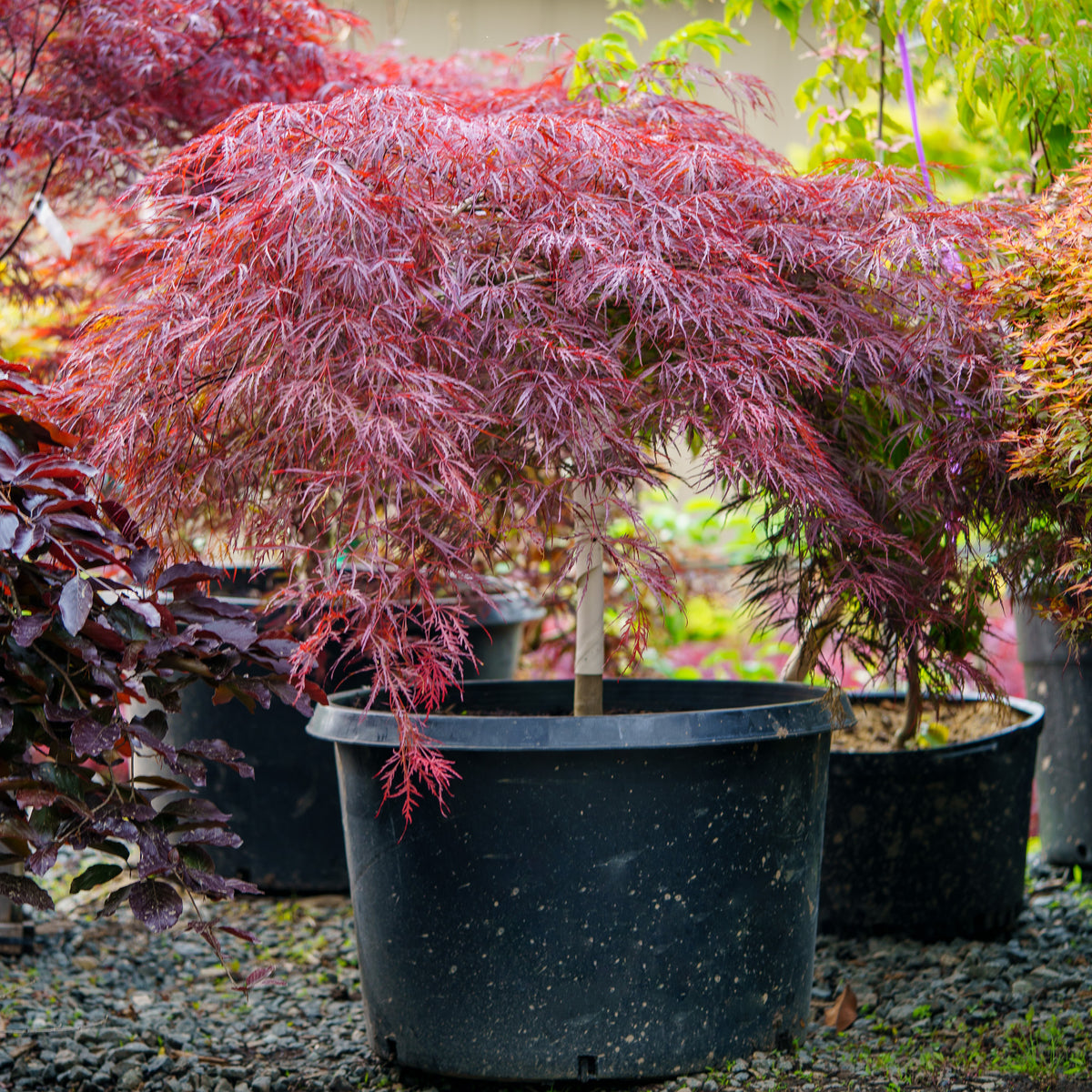 Crimson Queen Japanese Maple – Plant Detectives