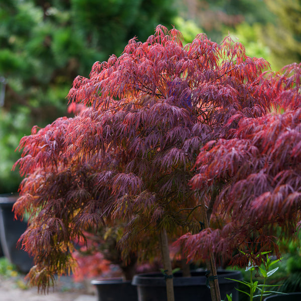 Crimson Queen Japanese Maple - Japanese Maple - Japanese Maples