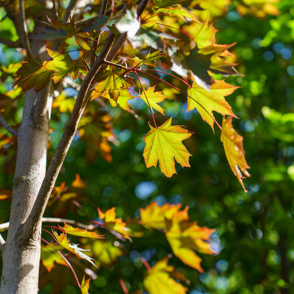 Crimson Sunset Maple