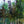 Load image into Gallery viewer, Crimson Sunset Maple - Maple - Shade Trees