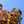 Load image into Gallery viewer, Crimson Sunset Maple