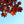 Load image into Gallery viewer, Crimson Sunset Maple