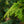 Load image into Gallery viewer, Crippsii Hinoki Cypress
