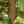 Load image into Gallery viewer, Crippsii Hinoki Cypress