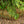 Load image into Gallery viewer, Crippsii Hinoki Cypress