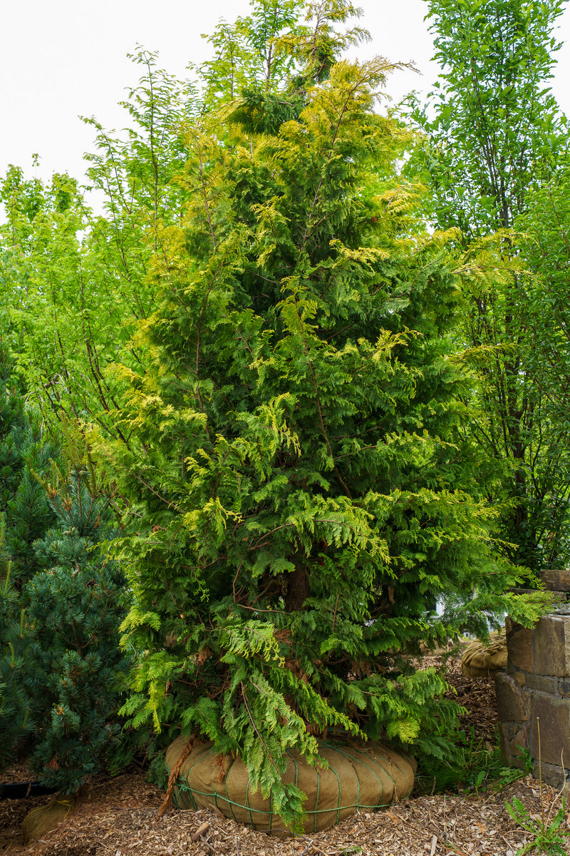 Crippsii Hinoki Cypress – Plant Detectives