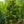 Load image into Gallery viewer, Crippsii Hinoki Cypress