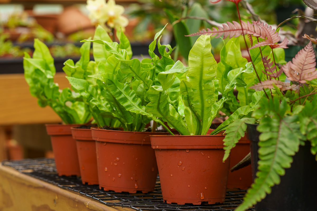 Crispy Wave Bird's Nest Fern – Plant Detectives