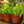 Load image into Gallery viewer, Crispy Wave Fern