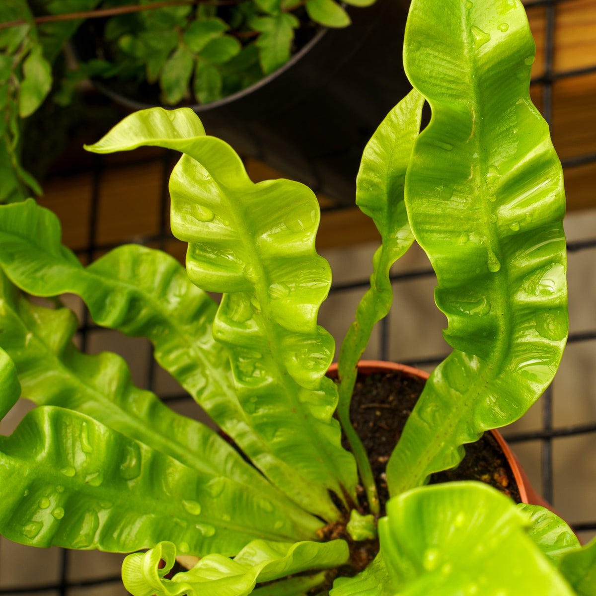 Crispy Wave Bird's Nest Fern – Plant Detectives