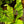 Load image into Gallery viewer, Crispy Wave Fern
