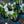 Load image into Gallery viewer, Crocus