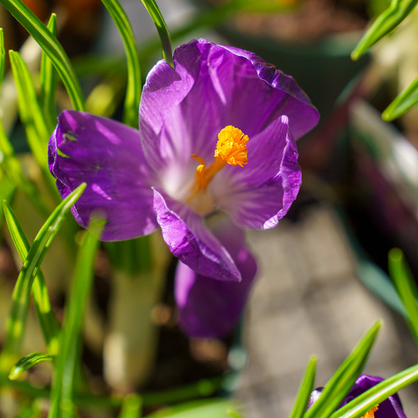 Crocus