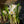 Load image into Gallery viewer, Crocus