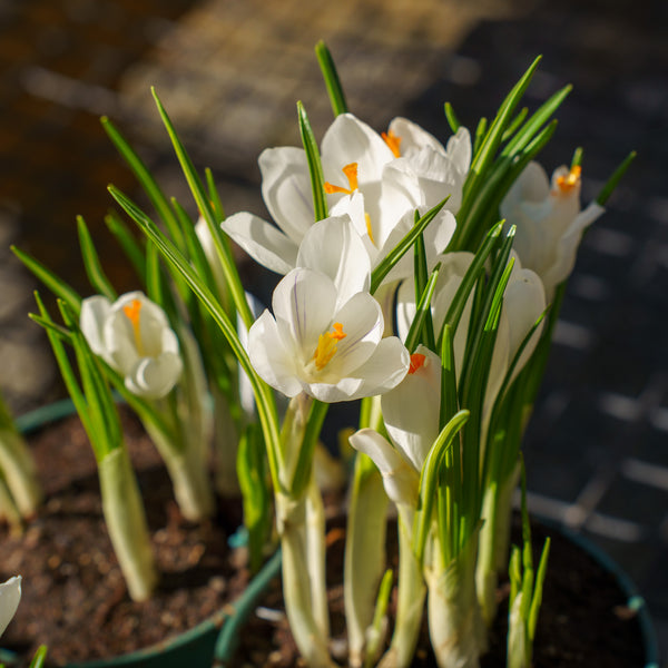 Crocus