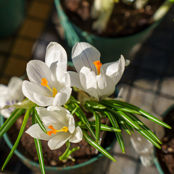 Crocus