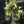 Load image into Gallery viewer, Crocus