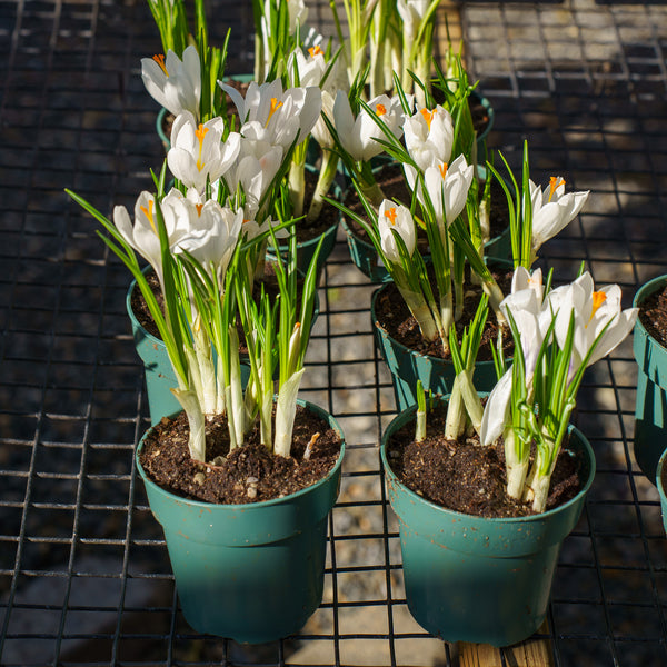 Crocus