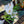 Load image into Gallery viewer, Crocus