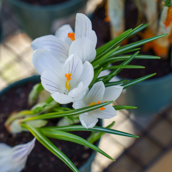 Crocus