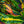 Load image into Gallery viewer, Croton Mammy