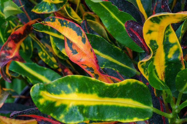 Croton Mammy