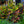 Load image into Gallery viewer, Croton Mammy