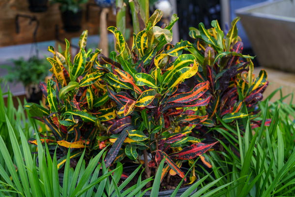 Croton Mammy