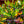Load image into Gallery viewer, Croton Mammy