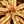 Load image into Gallery viewer, Cryptanthus Bromeliad