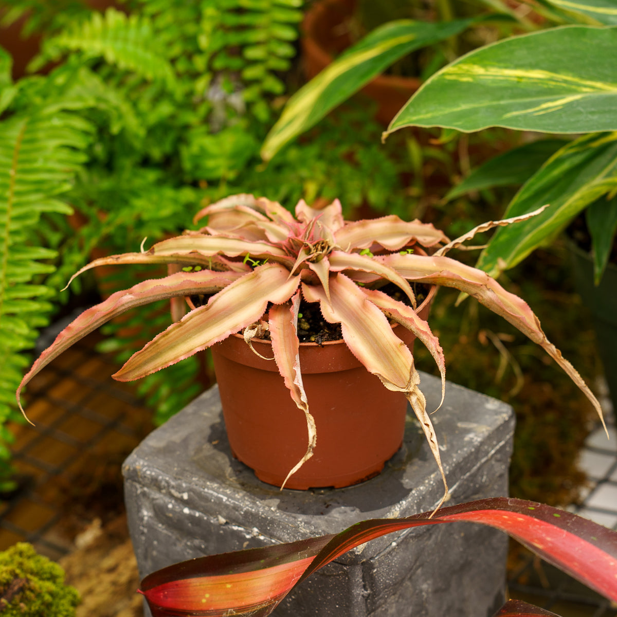is earth star plant a succulent Earth Star Bromeliad – Plant Detectives