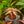 Load image into Gallery viewer, Cryptanthus Bromeliad