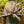 Load image into Gallery viewer, Cryptanthus Bromeliad