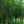 Load image into Gallery viewer, Cumulus Serviceberry