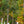Load image into Gallery viewer, Cumulus Serviceberry