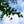 Load image into Gallery viewer, Cumulus Serviceberry