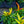 Load image into Gallery viewer, Ornamental Pepper