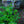 Load image into Gallery viewer, Assorted Herbs