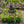 Load image into Gallery viewer, Curly Fries Hosta