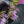 Load image into Gallery viewer, Curly Fries Hosta