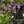 Load image into Gallery viewer, Curly Fries Hosta