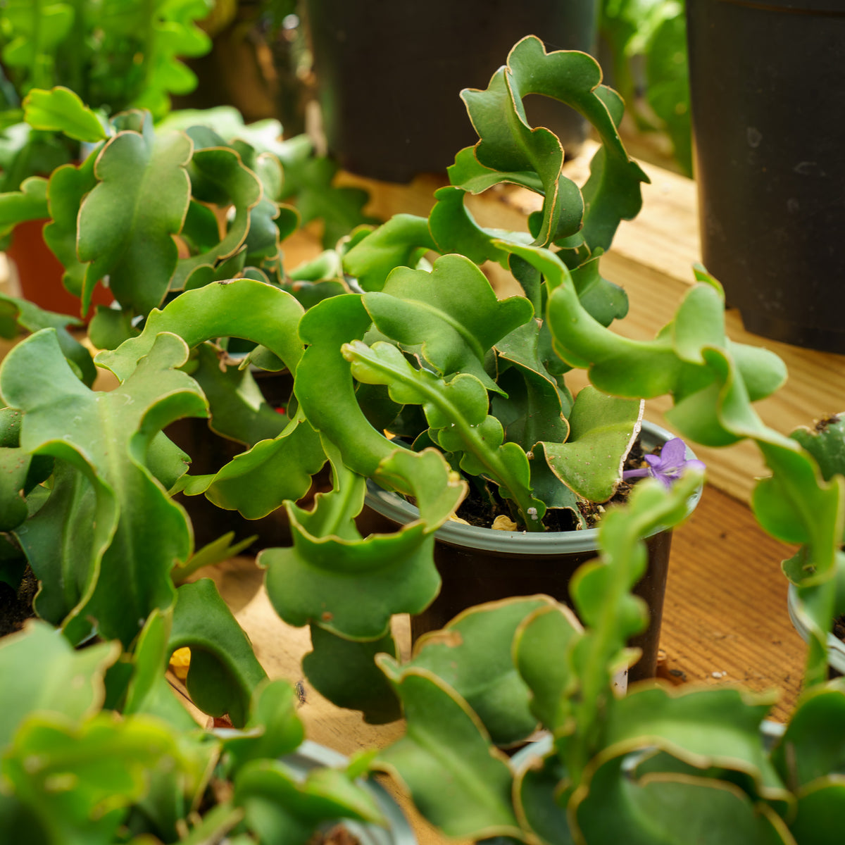 wavy succulent Curly Sue Orchid Cactus – Plant Detectives
