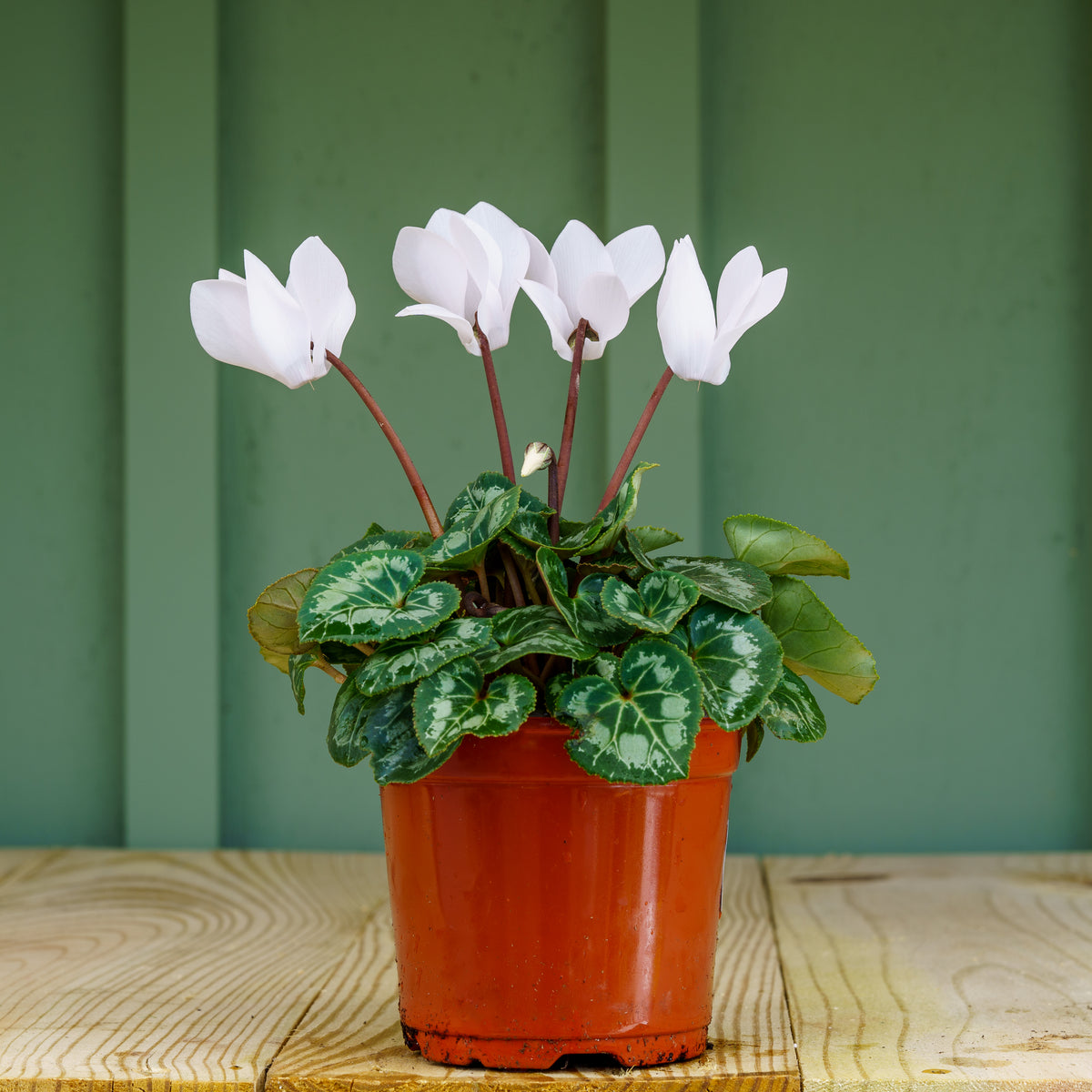 indoor cyclamen plants for sale Florist's Cyclamen – Plant Detectives