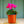 Load image into Gallery viewer, Cyclamen
