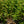 Load image into Gallery viewer, Czechmark Trilogy Weigela