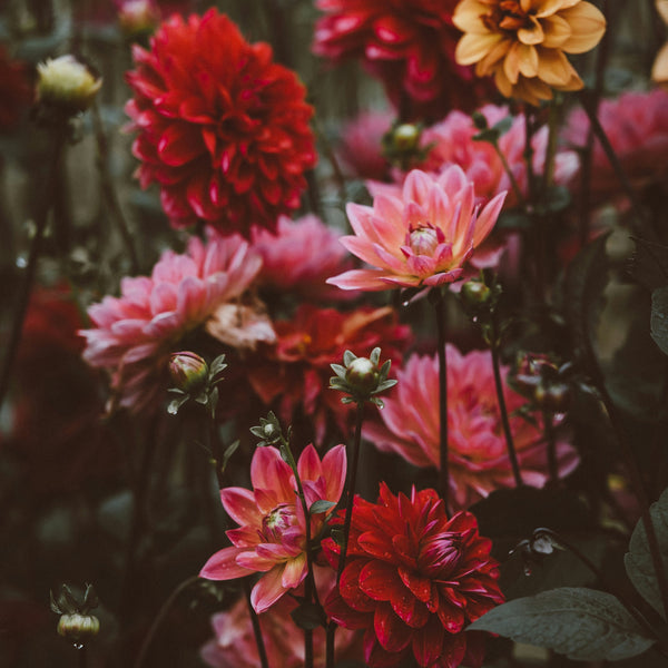 Dahlia