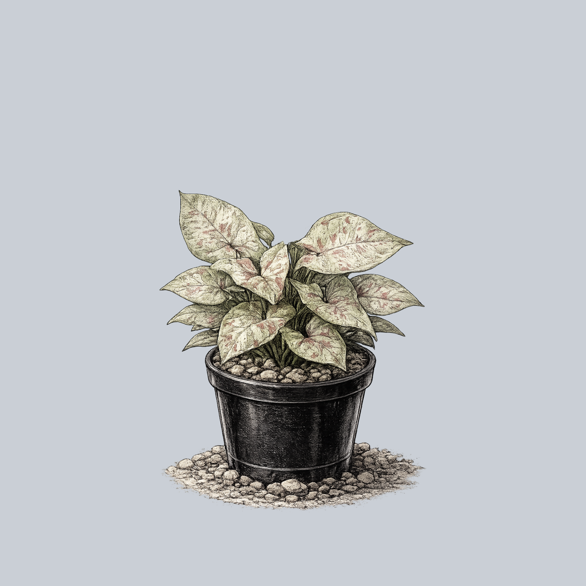 arrowhead succulent Dazzle Color Arrowhead Plant – Plant Detectives