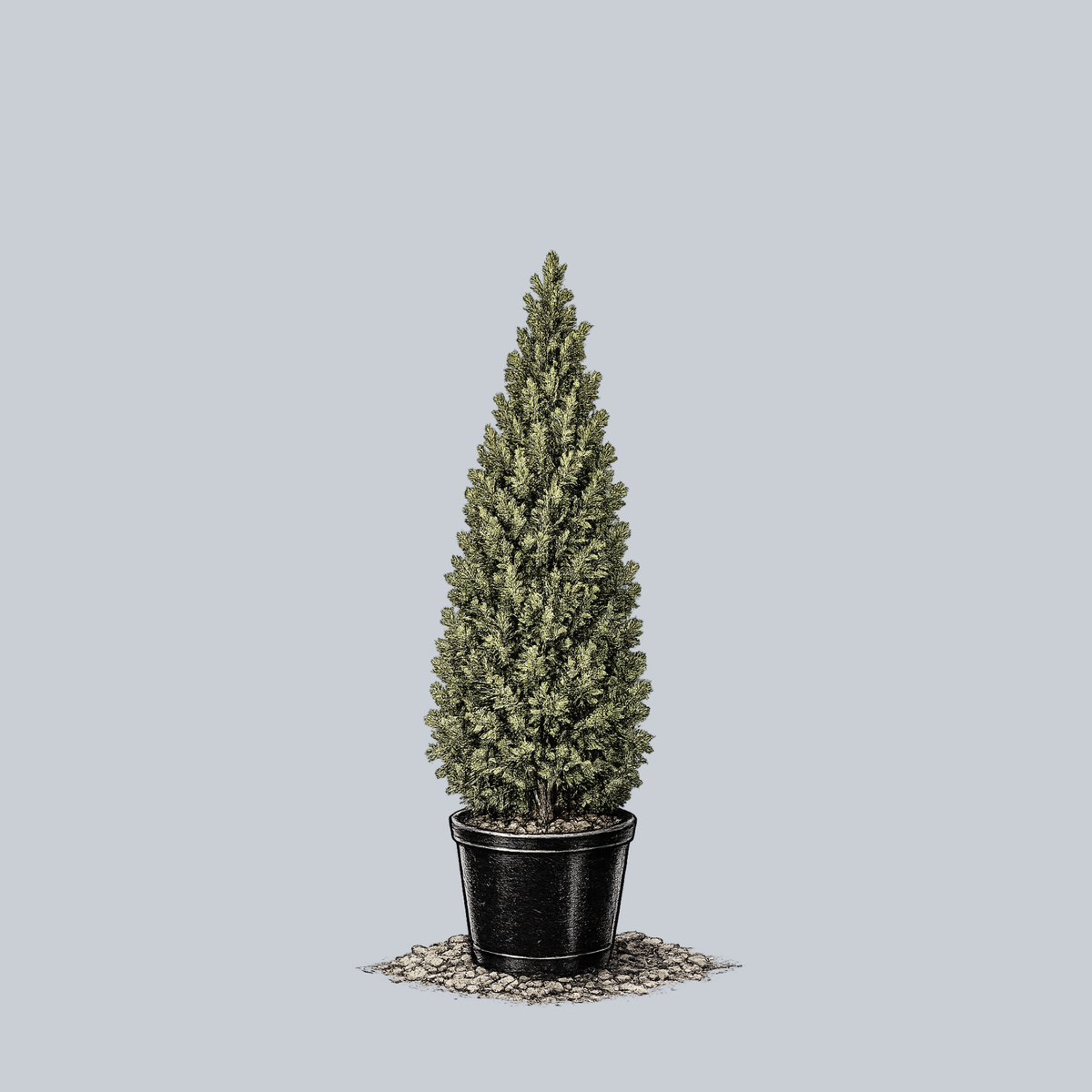 DeGroot's Spire Arborvitae  Plant Detectives